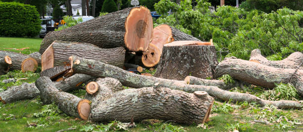 Best Tree Preservation Services  in Andrews Af, MD