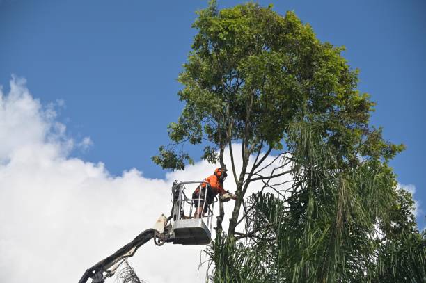 How Our Tree Care Process Works  in  Andrews Af, MD